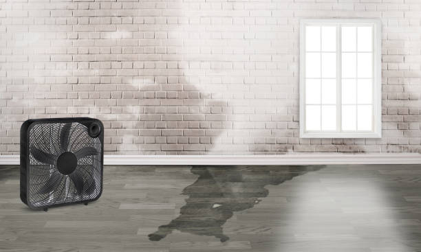 Best Water damage cleanup near me  in Newnan, GA